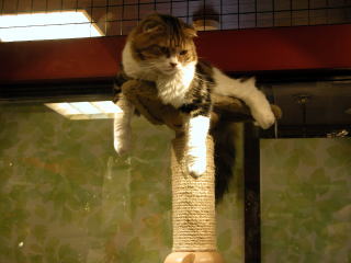 たれねこ