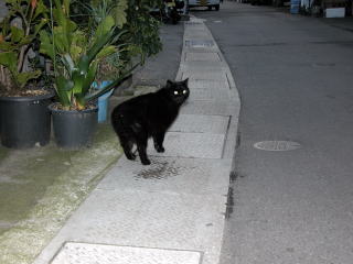 長崎のねこは人懐っこかったです